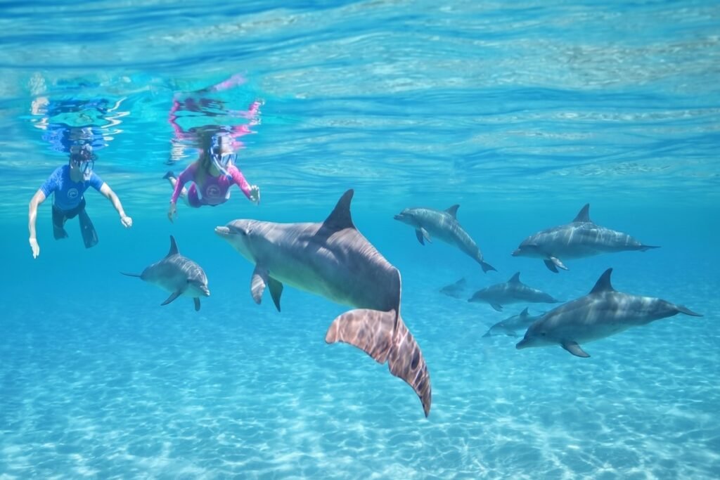 делфини от Червено море