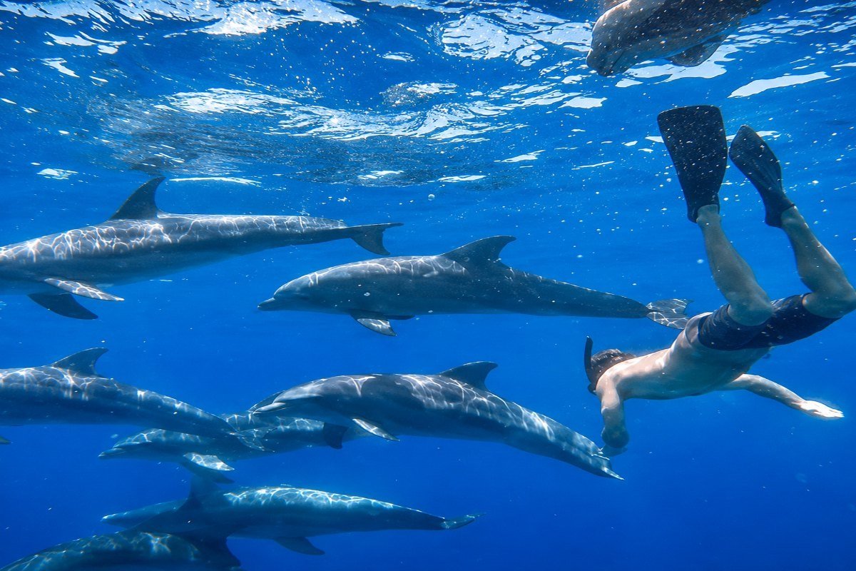 Къщата на делфините в Хургада (Dolphin House)